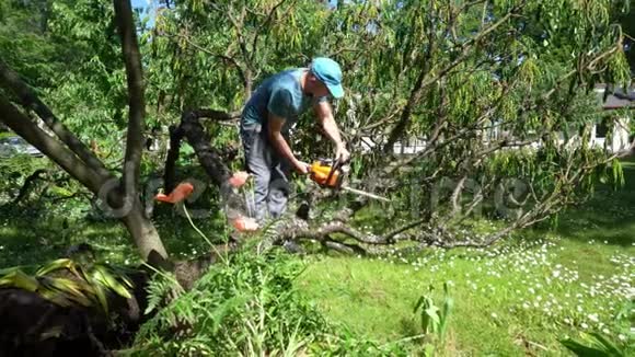 戴着电锯的工人从花园里倒下的装饰树上看到树枝视频的预览图