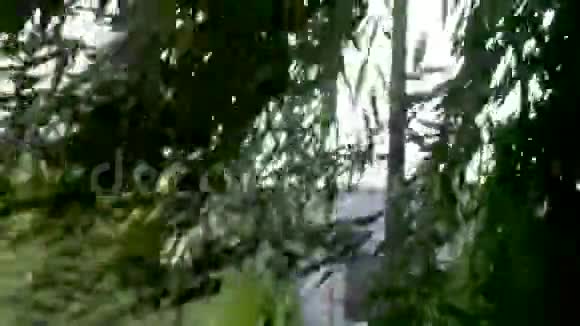 柳树的绿色长枝迎风招展视频的预览图