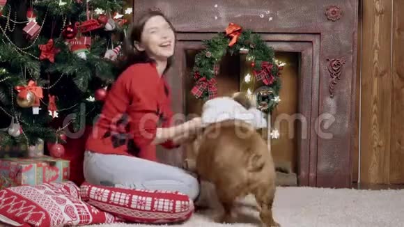 女孩在一只可爱有趣的斗牛犬上戴着一条白色围巾圣诞节新年广告的概念适用于视频的预览图