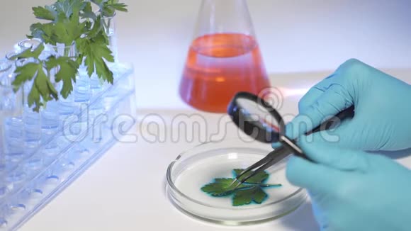 女生物化学家用放大镜检查植物叶片视频的预览图