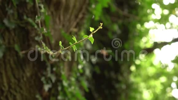 野生森林中树干背景上的年轻常春藤枝条视频的预览图