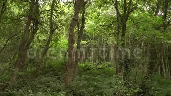 茂密的野生森林有古树和蕨类植物视频的预览图