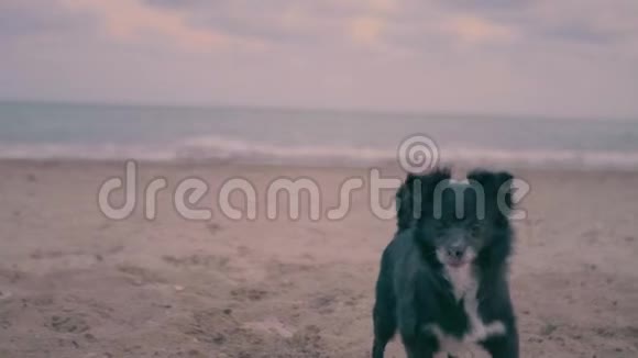 可爱的黑狗鼻子里满是沙子对着镜头吠叫跑到海边找石头视频的预览图