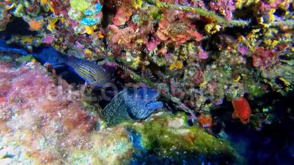 马略卡海鳗的水下潜水在五颜六色的礁石中张开嘴视频的预览图