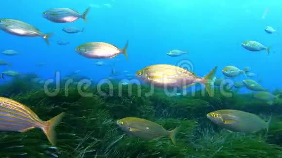 水下场景地中海海正场中黄色带状鱼类视频的预览图