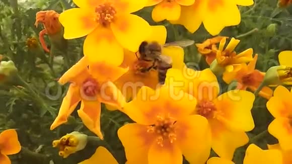 花园里的黄花和虫蜂视频的预览图