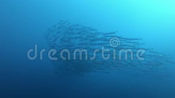 水下自然深蓝色大海中的条纹巴拉库达大学校视频的预览图