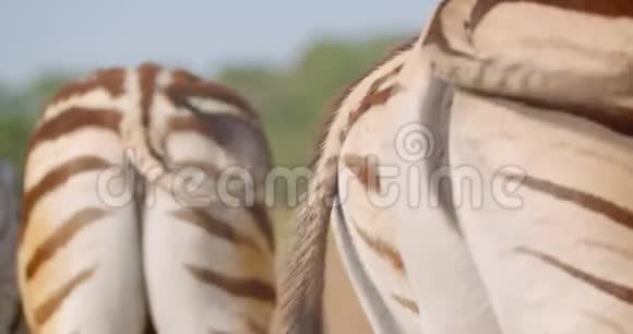 国家公园自然环境中吃草的斑马群背部特写镜头视频的预览图