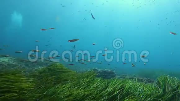 大自然在水下小鱼在绿色的正色野地游泳视频的预览图