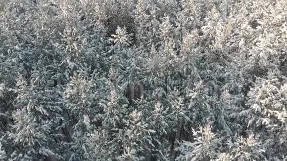 雪松或云杉林的俯视图树在风中摇摆冬季天气北方气候的概念视频的预览图