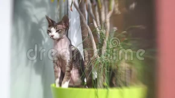 猫在靠近花的阳台上晒太阳视频的预览图