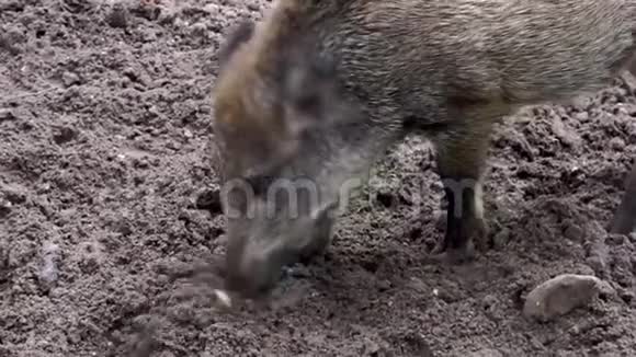 一只野猪在沙地上生根觅食典型的动物行为视频的预览图