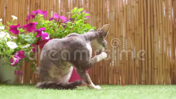 猫DevonRex坐在花旁边洗了他的爪子视频的预览图