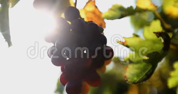 太阳冲破了成熟葡萄的簇簇视频的预览图
