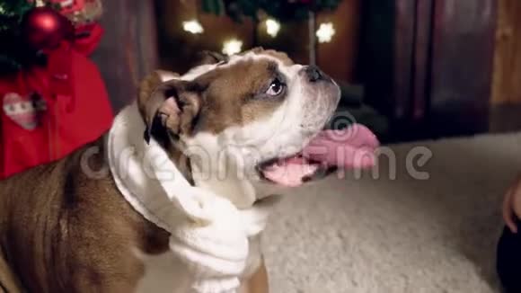 圣诞树下可爱有趣的斗牛犬圣诞节新年广告的概念适合圣诞节视频的预览图