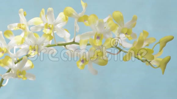 合上摇曳的美丽黄花兰花视频的预览图