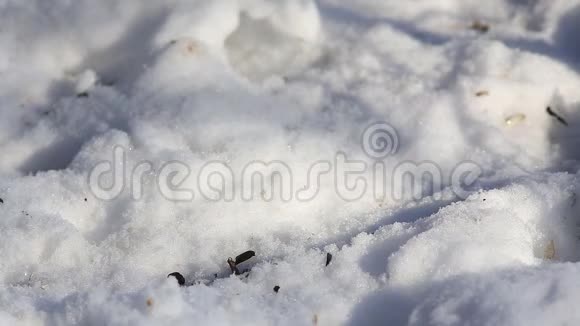 常见的田鼠坐在雪地里吃葵花籽视频的预览图