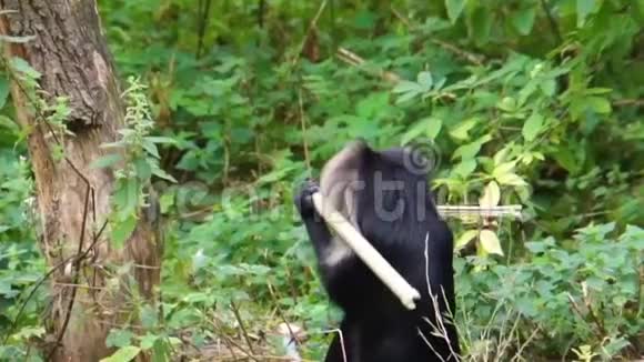 长尾猕猴把竹子放进嘴里爬到树上灵长类动物的行为濒危动物物种视频的预览图