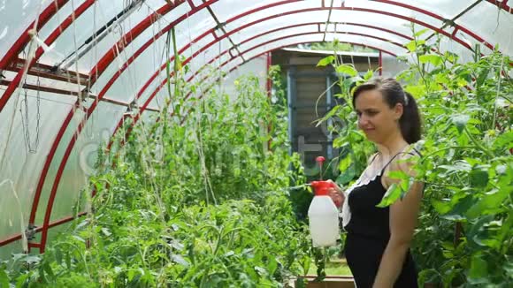 用喷瓶喷洒番茄植株的女性视频的预览图