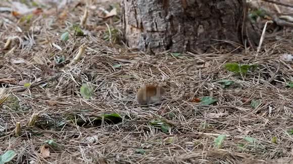 常见的田鼠正在森林中的松针中寻找食物视频的预览图