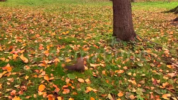 有趣的松鼠在长满黄叶的绿草上跳跃视频的预览图