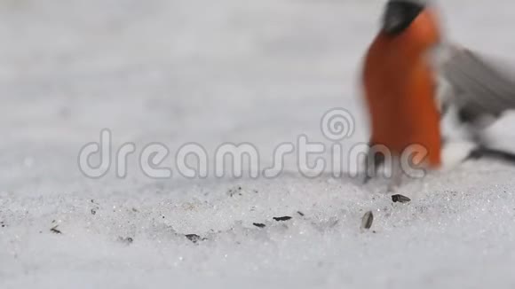 在一个城市公园里牛翅普通的牛翅或欧亚的牛翅牛黄雄性在雪地上吃葵花籽视频的预览图