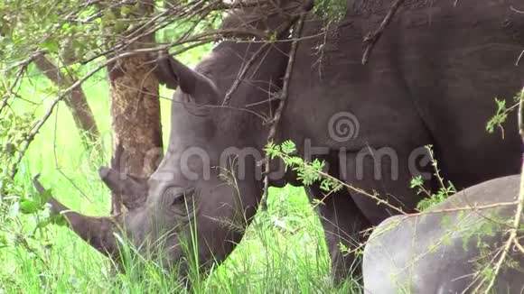 犀牛在绿色草地上放牧视频的预览图