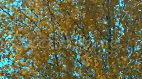 秋天的风中白杨树树枝上的黄叶在颤动视频的预览图