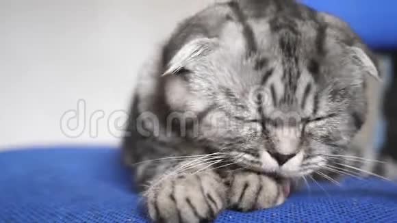 猫洗舔它的爪子猫在撒谎漂亮的塔比猫英国苏格兰褶皱猫宠物在房间里休息视频的预览图