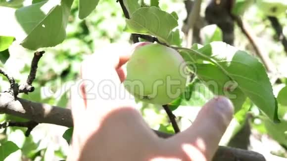 手中的农夫从树上摘下一只绿色的苹果特写阳光明媚的一天选择性地聚焦收获有机果视频的预览图