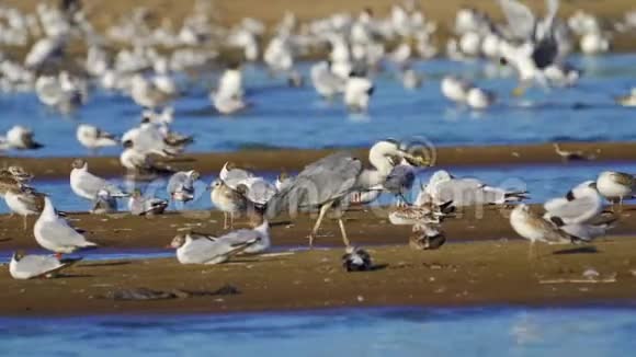 鸟集市灰色的苍鹭阿尔迪亚帕拉斯的海鸥伊希雅图斯黑头的海鸥里迪班杜斯和另一个视频的预览图