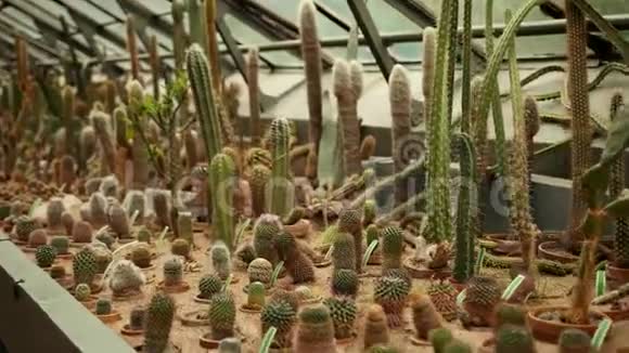 Cacti波兰Wroclaw植物园的仙人掌区视频的预览图