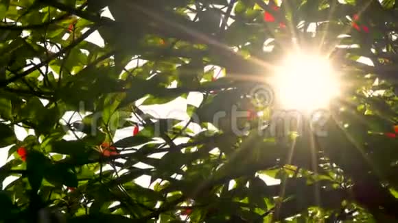 阳光明媚阳光透过红绿的树叶和树枝闪烁视频的预览图