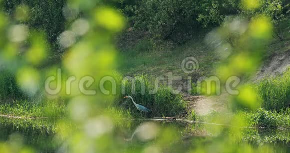 灰鹭鸟站在河沿岸白俄罗斯夏季白俄罗斯自然春天的池塘湖福纳视频的预览图