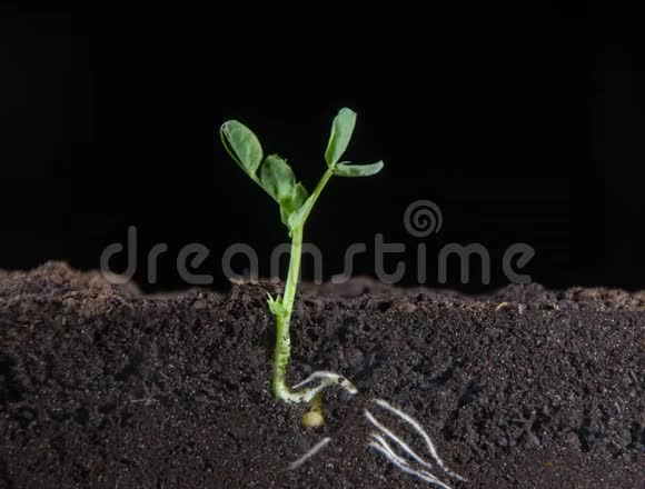 从小豌豆中长出绿色的植物芽可见植物的地下根新的叶子时间视频的预览图