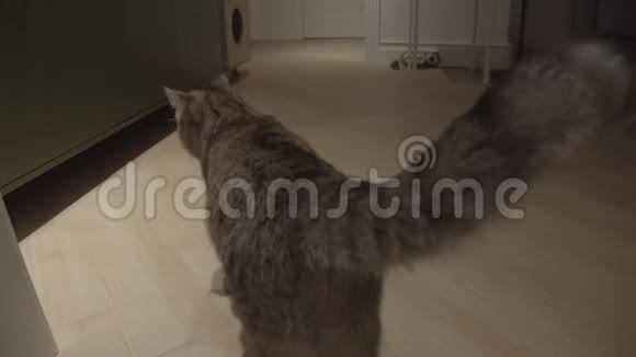 大角度接近一只可爱的猫在家里移动尾巴慢动作视频的预览图