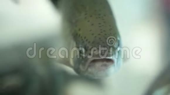 鲑鱼在商店的水族馆里游泳视频的预览图
