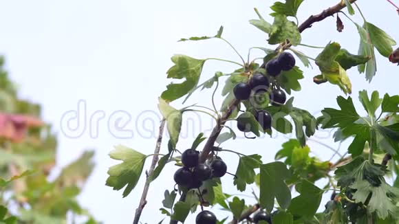 一棵树枝上的黑色醋栗的金色浆果收获浆果视频的预览图