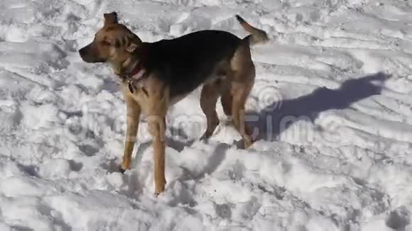 喜欢下雪的小狗视频的预览图