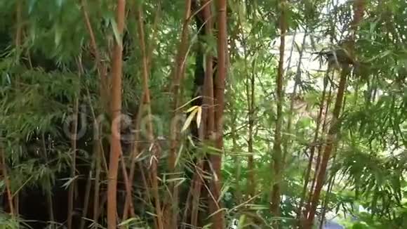 多茎多叶竹林自然背景视频亚洲园林树叶视频的预览图