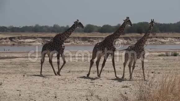三只长颈鹿在超级慢动作中行走视频的预览图