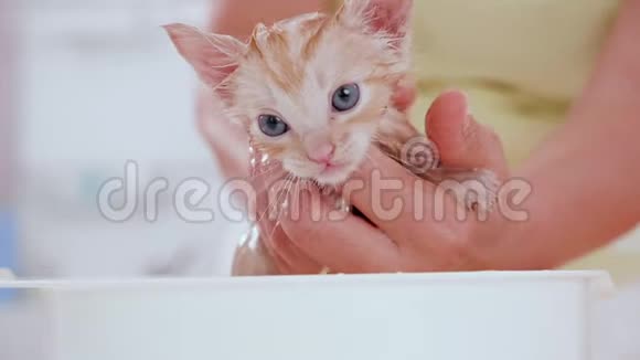 可爱的姜小猫洗澡时间洗手小猫视频的预览图