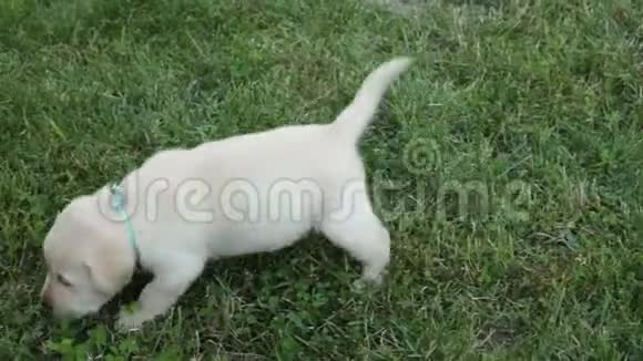 拉布拉多幼犬在草地上噗通一声视频的预览图