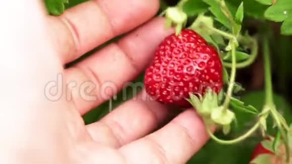 成熟的草莓接近选择性聚焦收获成熟果实视频的预览图