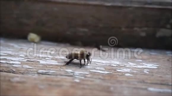 蜜蜂四处走动视频的预览图