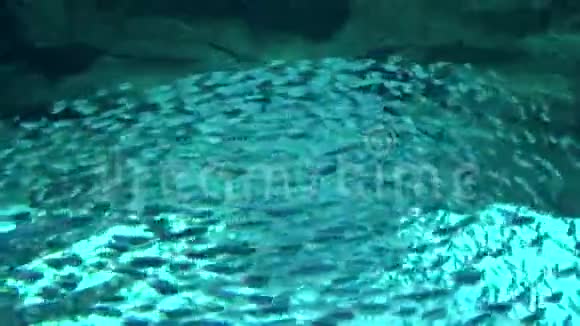 巴黎水族馆有巨大的鱼学校法国4K镜头视频视频的预览图