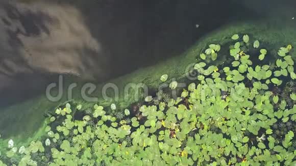 淡淡的水花和绿色的睡莲叶子溅在池塘上4K视频240fps2160p视频的预览图