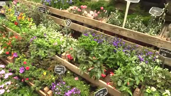 在花园市场草药商店出售草药植物4K录像视频的预览图