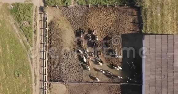 农民围场和一群正在奔跑的牛农业4K视频240fps2160p视频的预览图