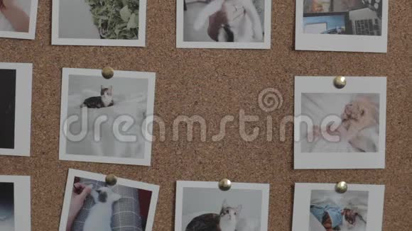人把猫的照片放下来视频的预览图